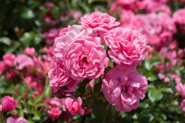 Çiçek açan gül çalılarının yakınına