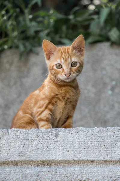 На вулиці видно бродячого кота — стокове фото