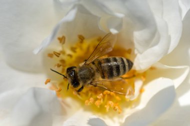 Honey bee collects pollen from  rose. 