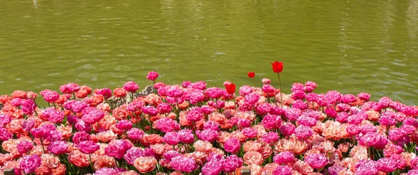 Bunte Tulpenblumen blühen am Teich — Stockfoto