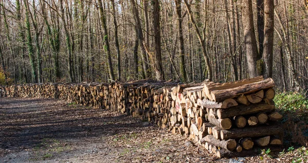 Brennholz Baumstämme Stamm aufgetürmt — Stockfoto