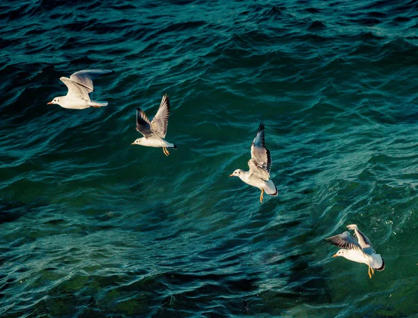 Möwen Fliegen Himmel Über Dem Meer — Stockfoto