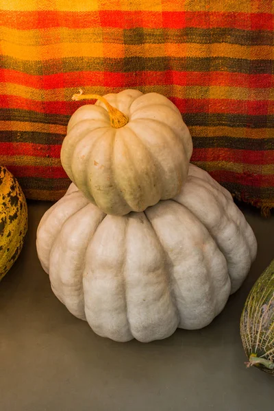 Two white pumpkins on top of each other near melons — 스톡 사진
