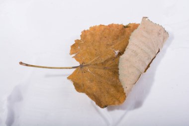 Görünümünde bir ayrı kuru yaprak