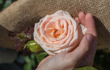 Elindeki güzel taze gül