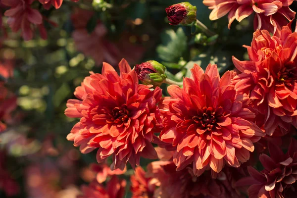 Csodálatos színes tavaszi virágok a természetben — Stock Fotó