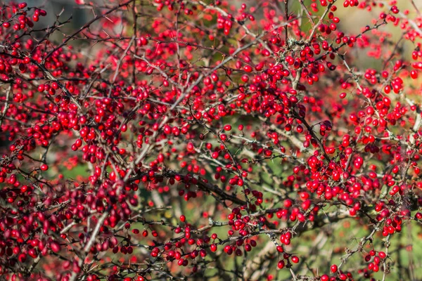 Fruits sauvages trouvés dans l'arbre dans la nature — Photo