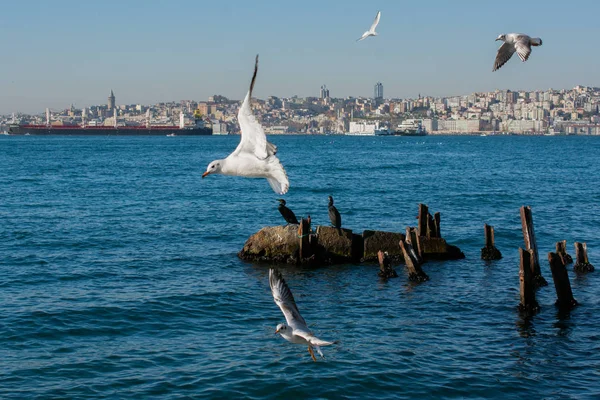 Gaivotas voando no céu de Istambul da Turquia — Fotografia de Stock