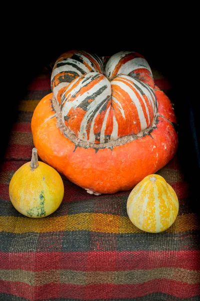 Decorative pumpkin and two tiny yellow pumpkins — 스톡 사진