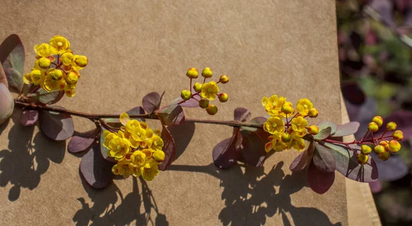 Colorati fiori primaverili su sfondo marrone — Foto Stock