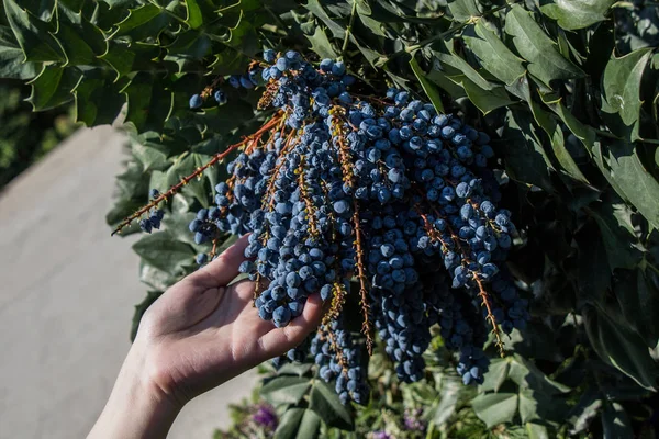 Dzikie owoce drzewa w naturze: znaleziono — Zdjęcie stockowe