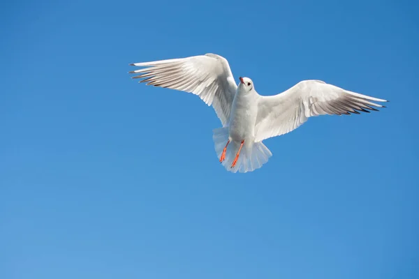 Pojedynczy Mewa latania na niebiesko niebo — Zdjęcie stockowe