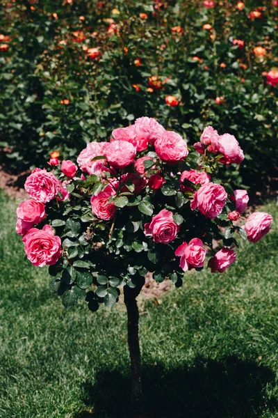 Rosa árvore com rosas rosa em um jardim — Fotografia de Stock