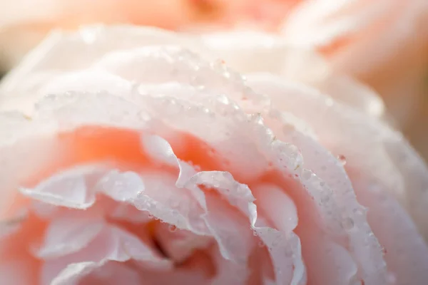 Floración hermosa rosa fresca de colores con rocío en pétalos —  Fotos de Stock