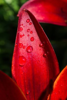Çiçek açan güzel zambaklar Su damlaları yaklaşır