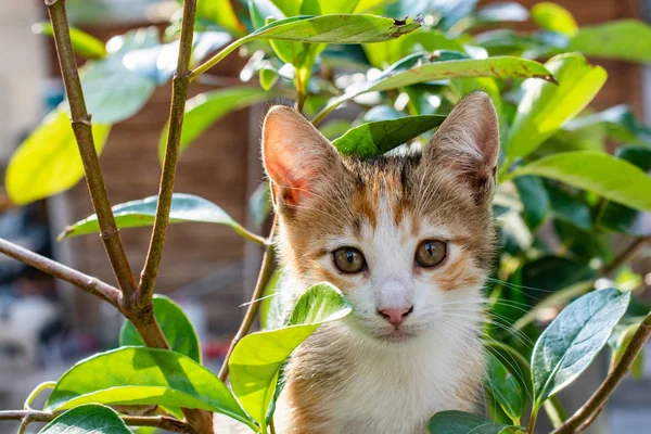 Evcil bir hayvan gibi sevimli kedi yavrusu portresi — Stok fotoğraf
