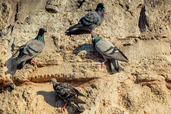 Les pigeons sont assis sur le rocher — Photo