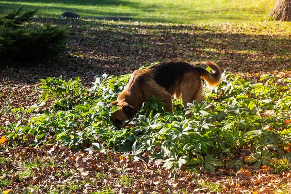 Herrelös hund utomhus som djurbegrepp — Stockfoto