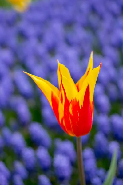 Tulipan kolorowy kwiat kwiat w ogrodzie — Zdjęcie stockowe