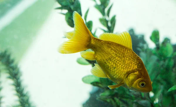 Krásná ryba v akváriu — Stock fotografie