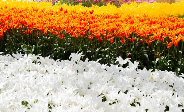 Blühende Tulpenblüten im Frühling als floraler Hintergrund — Stockfoto