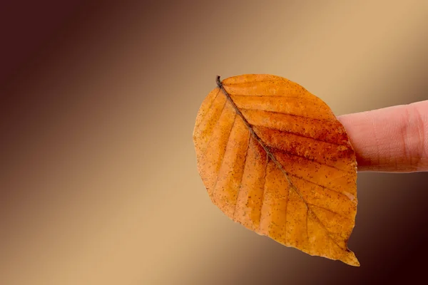 白地に秋の乾燥葉を持っている手 — ストック写真
