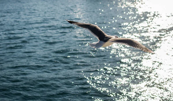 Gaivota marinha única voando no céu com o céu como fundo — Fotografia de Stock