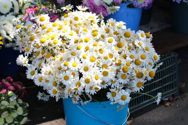 Beautiful bouquet of daisy flowers — Stock Photo, Image