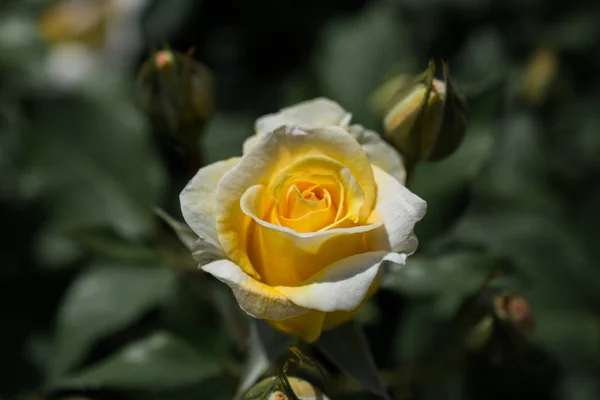 Hermosa flor rosa colorida — Foto de Stock