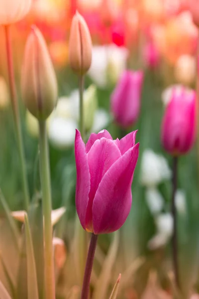 Цветущий в саду цветок тюльпана — стоковое фото