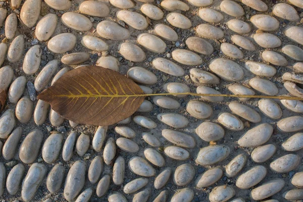 Uma folha seca separada em vista — Fotografia de Stock