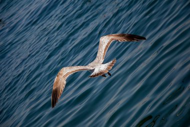 Deniz üzerinde uçan tek martı 