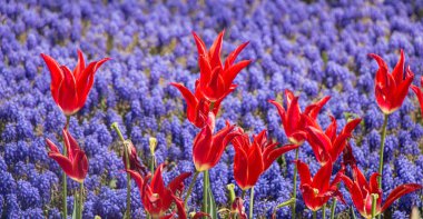 Bahçede renkli lale çiçekleri açar.