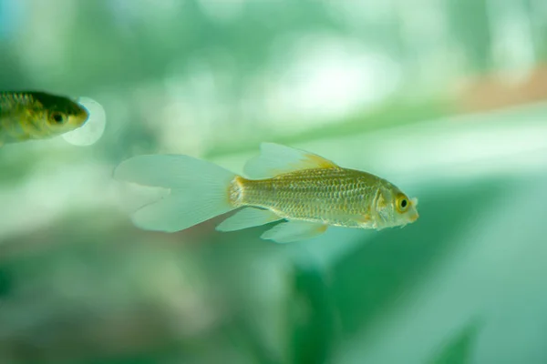 Pesci colorati che nuotano in acquario — Foto Stock