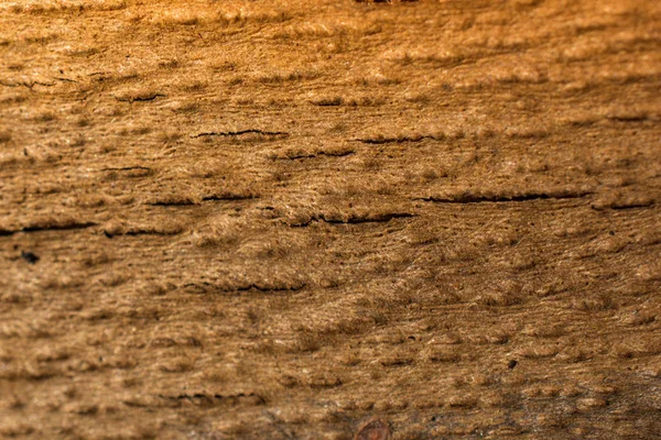 Close-up van boom schors textuur als achtergrond — Stockfoto