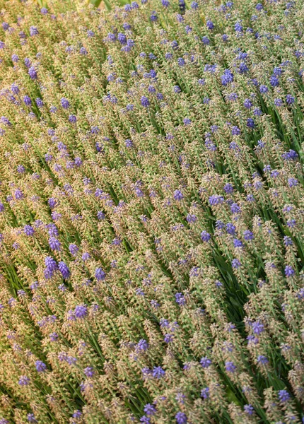 Καταπληκτικό πολύχρωμα ανοιξιάτικα λουλούδια στη φύση — Φωτογραφία Αρχείου