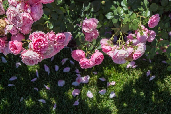 Colorful roses in a rose garden — Stock Photo, Image