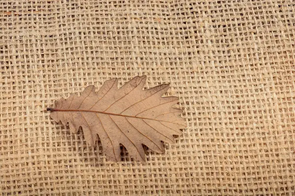 Один окремий сухий лист на вигляд — стокове фото