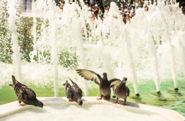 Şehir parkındaki mermer çeşmeden su içen güvercinler.