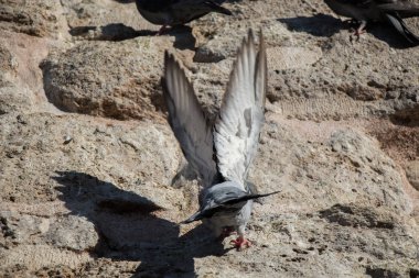 Kayanın üzerinde oturan tek güvercin 