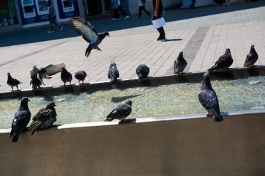 Şehir parkındaki çeşmeden su içen güvercinler.