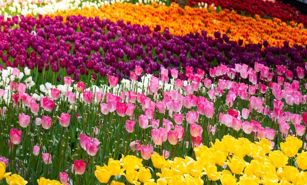 Blühende bunte Tulpenblumen als floraler Hintergrund — Stockfoto