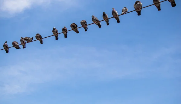 Tauben auf Draht mit Himmelshintergrund — Stockfoto