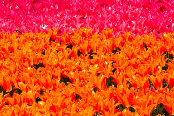 Kwitnące tulipan kwiaty wiosną jako kwiatowy tle — Zdjęcie stockowe