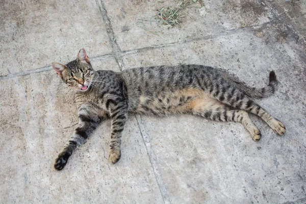 Portrait of cute beautiful kitten as domestic animal — Stock Photo, Image