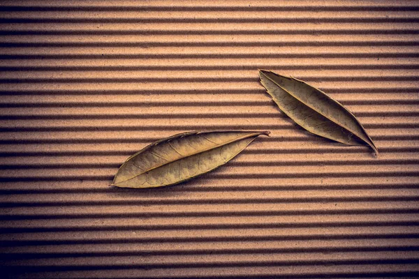 Сухе листя на картоні на вигляд — стокове фото