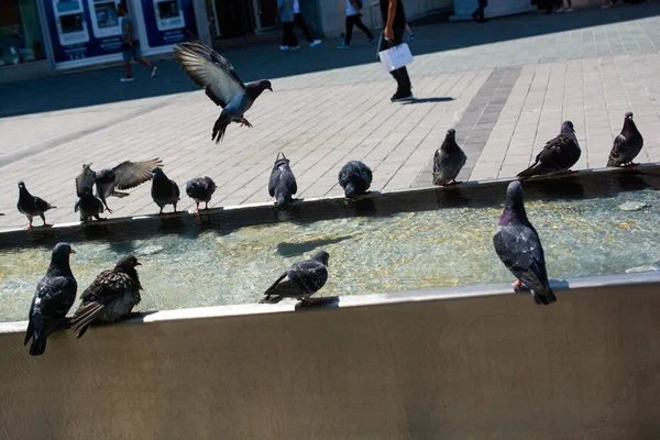 Pigeons drinking water from fountain at the city park — ストック写真
