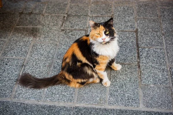 Portrait of cute beautiful cat as domestic animal — Stock Photo, Image