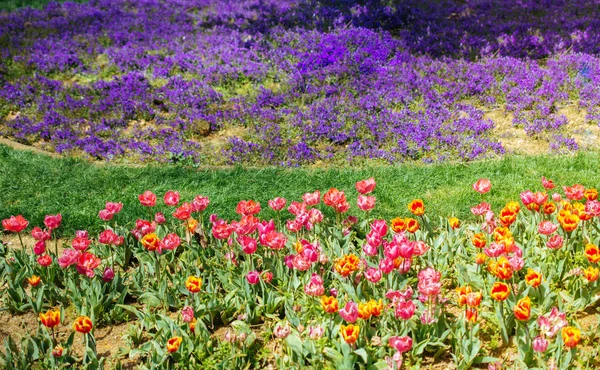 Kwitnące piękne kolorowe naturalne kwiaty w perspektywie — Zdjęcie stockowe
