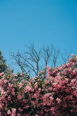 Pembe çiçeklerle ağaç, arka planda gökyüzü. Romantik ve beautifu